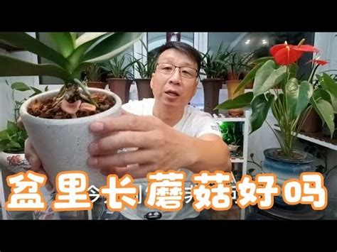 植物生菇風水